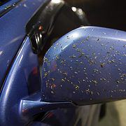 Car side mirror covered in bugs